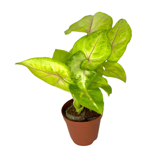 Syngonium Podophyllum 'Gold Allusion’