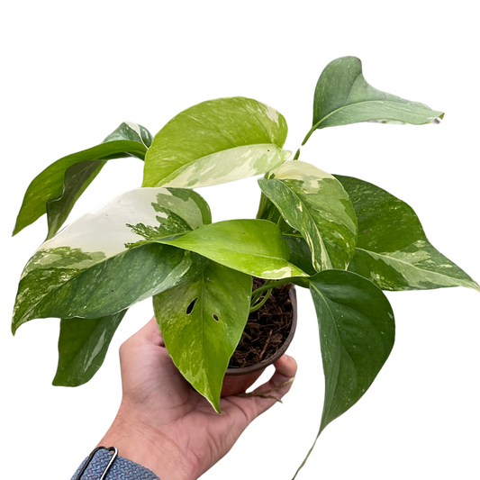 Epipremnum pinnatum ‘Albo-Variegata’ Pothos