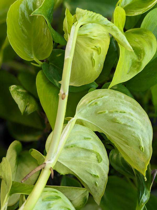 Epipremnum Aureum Champs Élysées Pothos