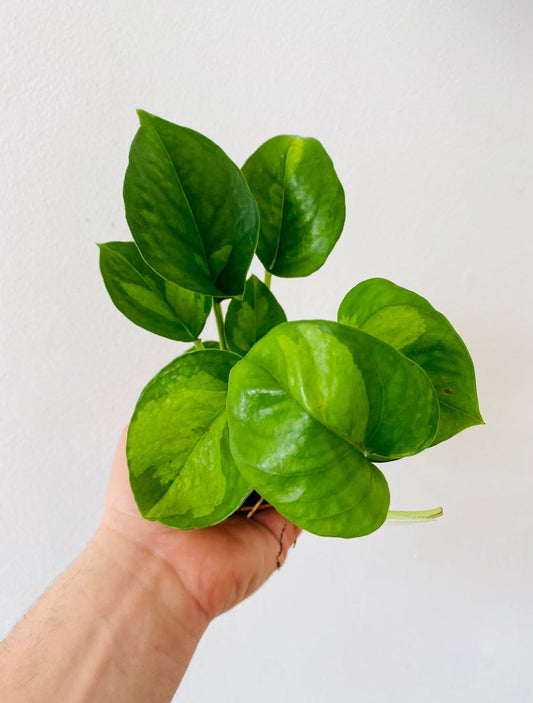 Epipremnum Aureum Global Green Pothos