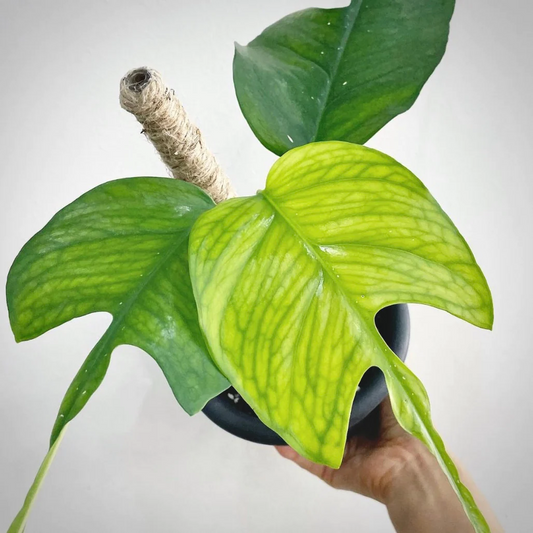 Epipremnum Skeleton Key Pothos