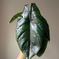 Alocasia Green Unicorn