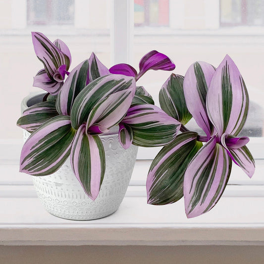 Tradescantia ‘Nanouk’
