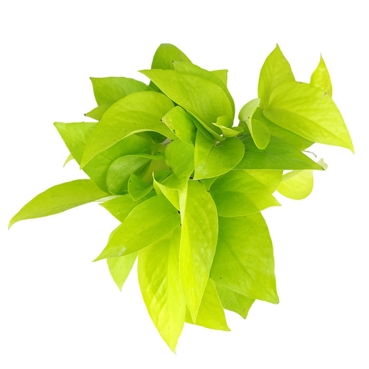 Epipremnum Aureum Neon Pothos