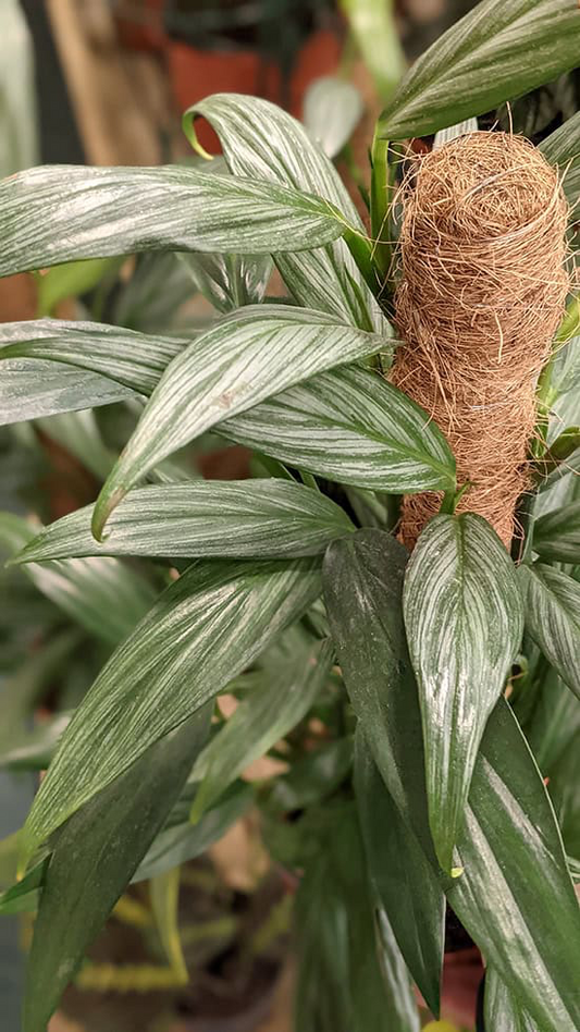 Epipremnum Amplissimum Silver Streak Pothos (REHAB)