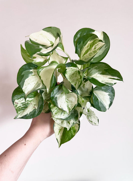 Epipremnum Aureum Manjula Pothos