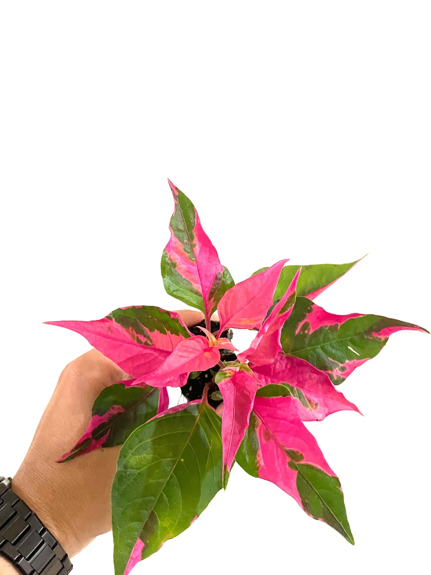 Alternanthera ‘Party Time’