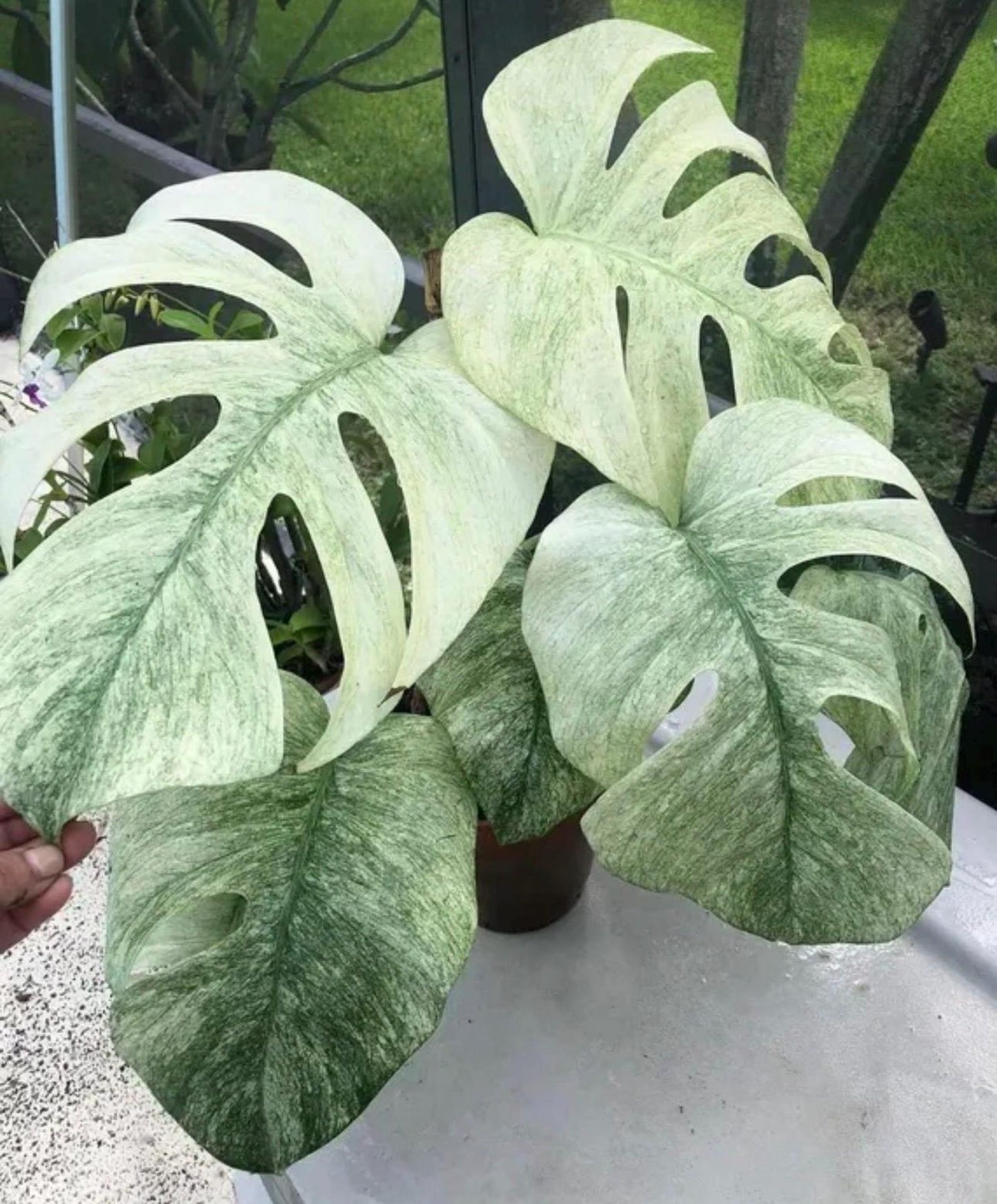 Monster Mint Deliciosa