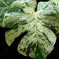 Monstera Bulbasaur