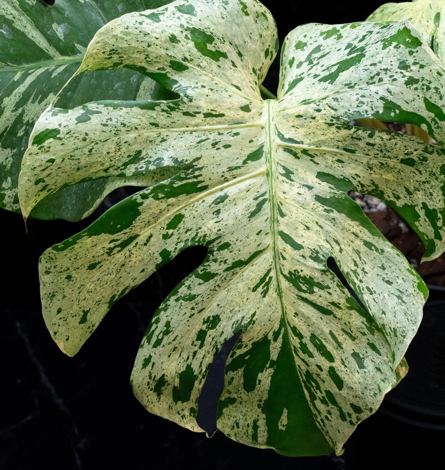 Monstera Bulbasaur