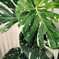 Monstera Thai Constellation