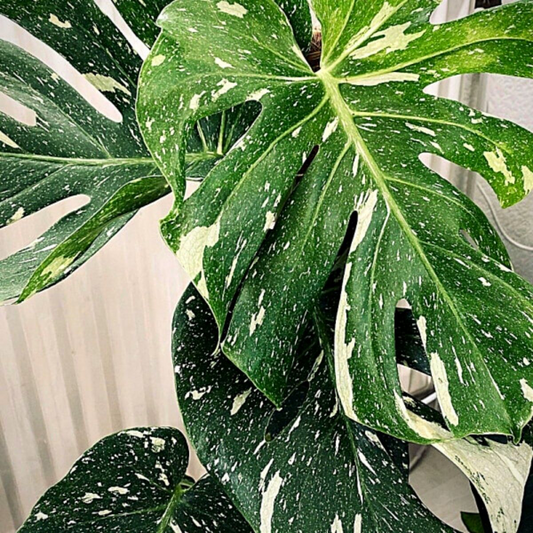 Monstera Thai Constellation
