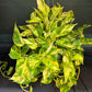 Epipremnum Aureum 'Sunshine Goddess’