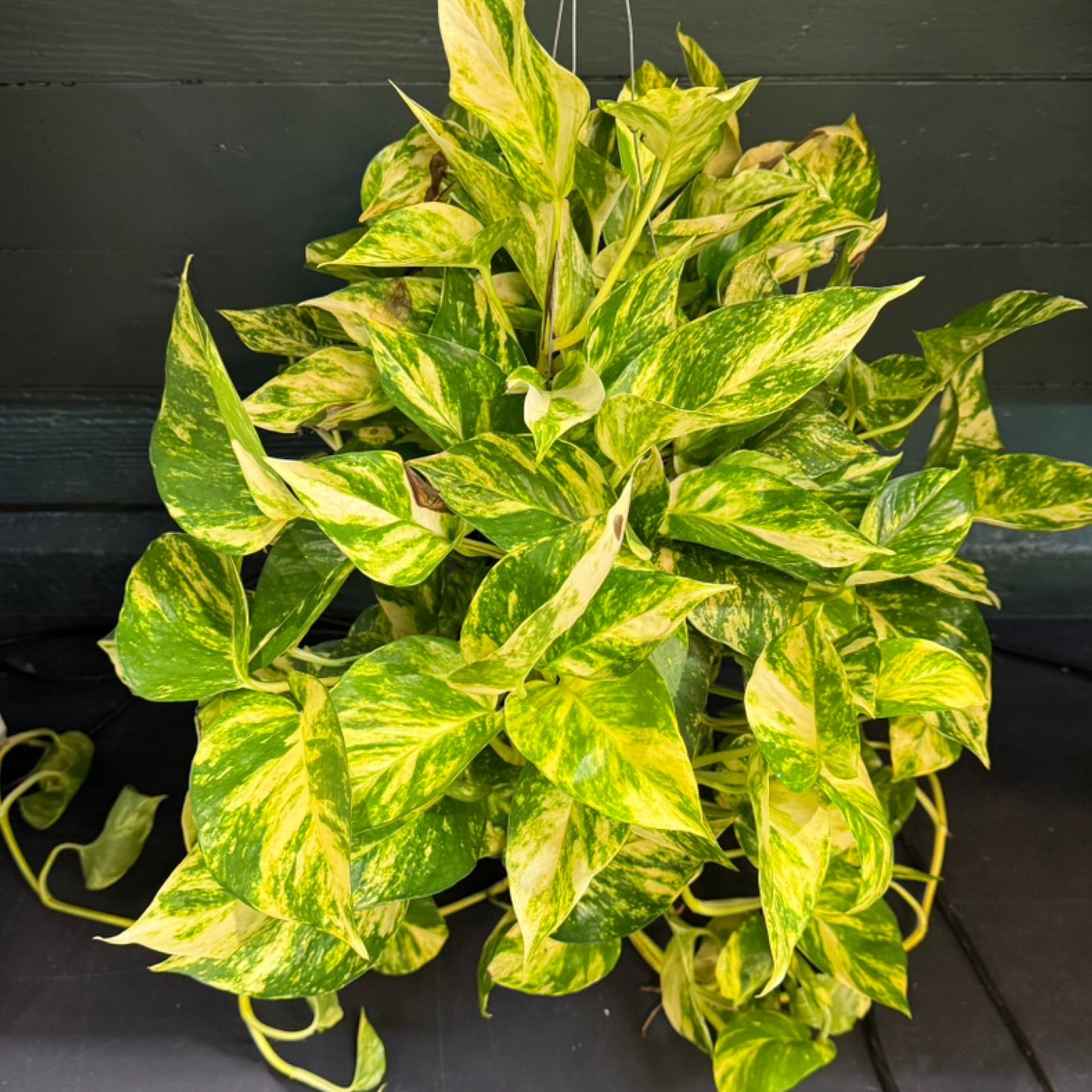 Epipremnum Aureum 'Sunshine Goddess’