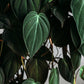 Philodendron Micans Velvet Leaf