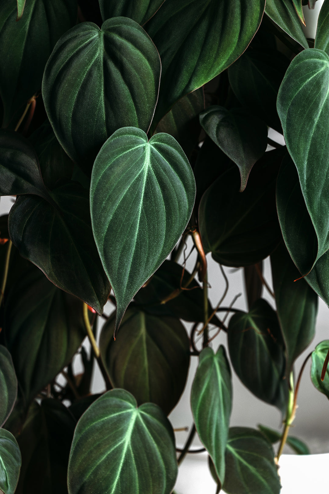 Philodendron Micans Velvet Leaf