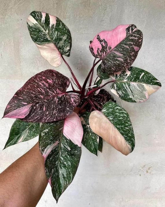Philodendron Pink Princess Galaxy Starter
