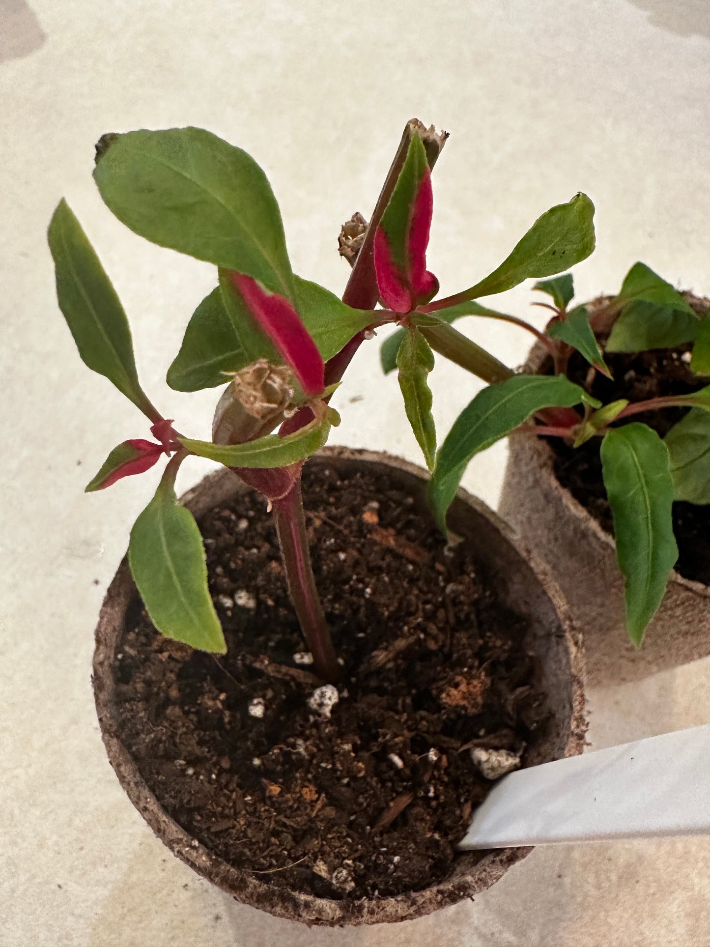 Alternanthera ‘Party Time’