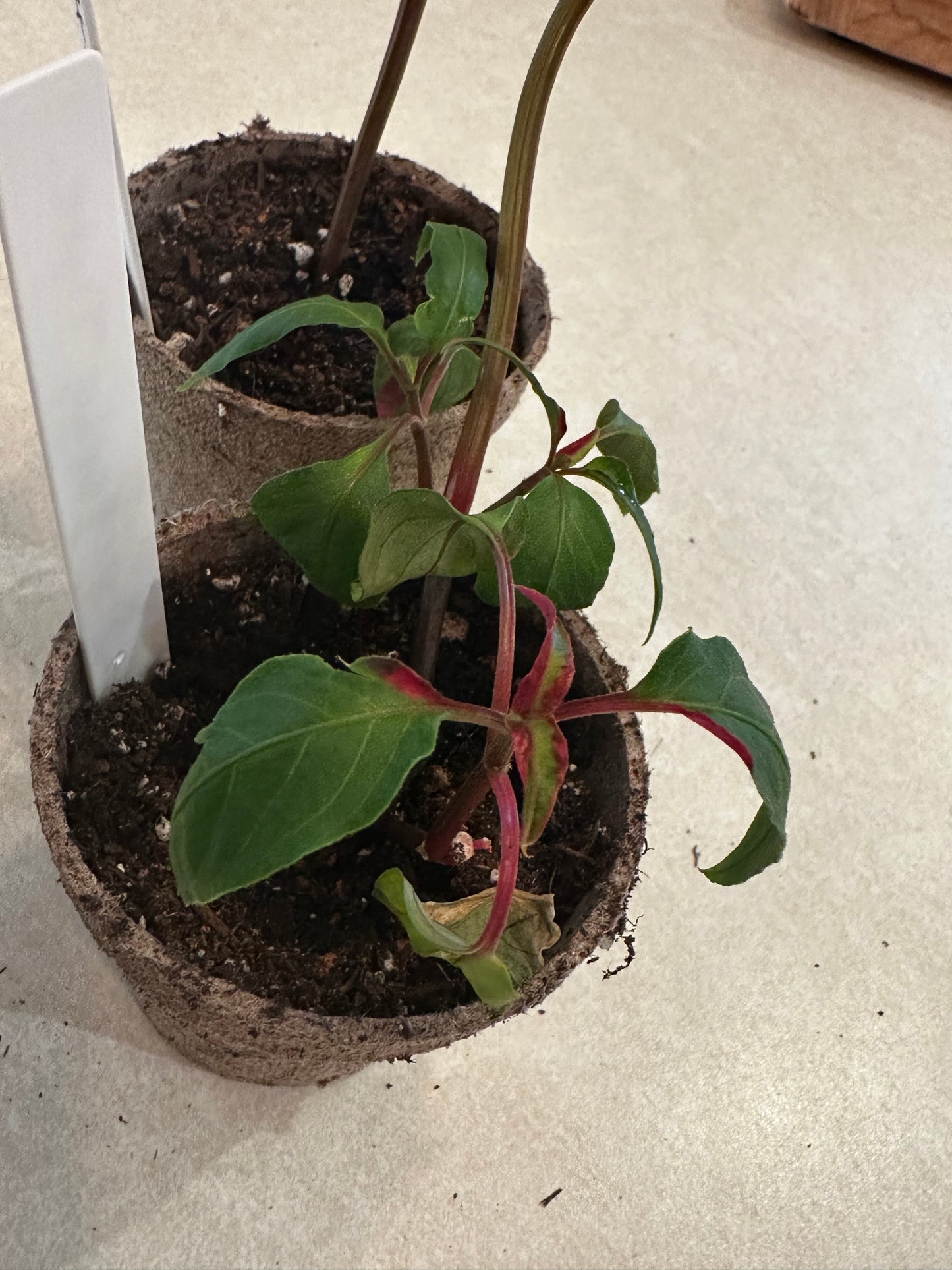 Alternanthera ‘Party Time’