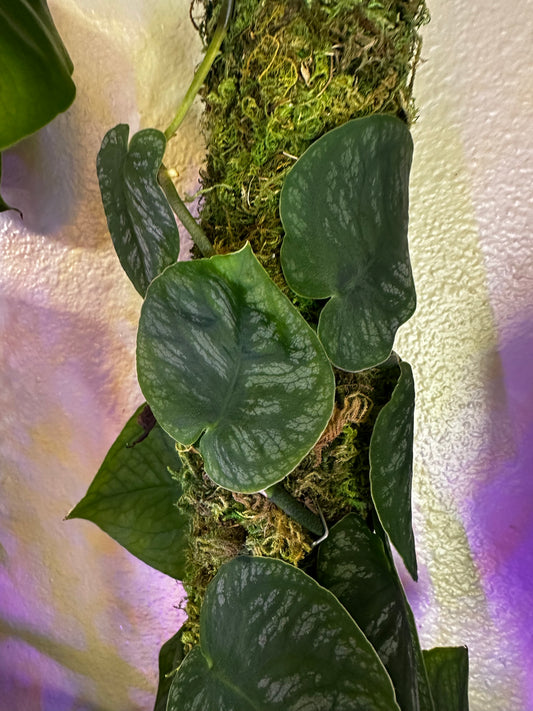 Monstera Dubia Clipping