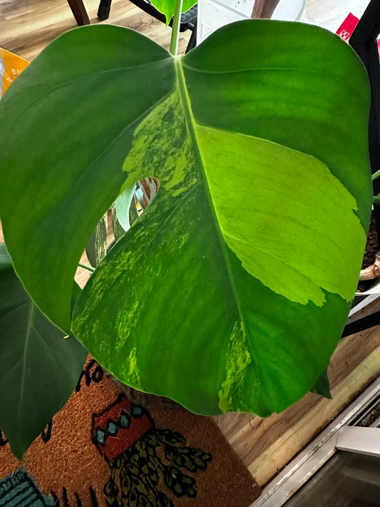 Monstera Aurea Top Cut