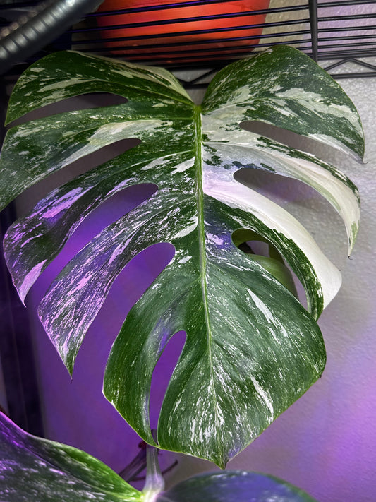 Monstera Borsigiana Albo Clipping