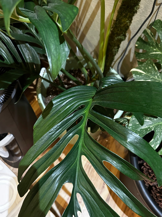 Monstera Pinnatipartita Clipping