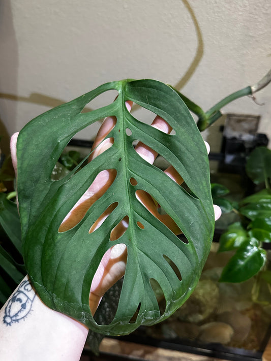 Monstera Esqueleto XL Clipping
