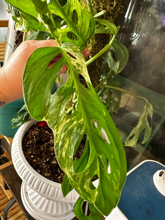 Monstera Adansonii Variegated 'Mint'