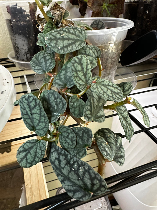 Pellionia Pulchra Clipping