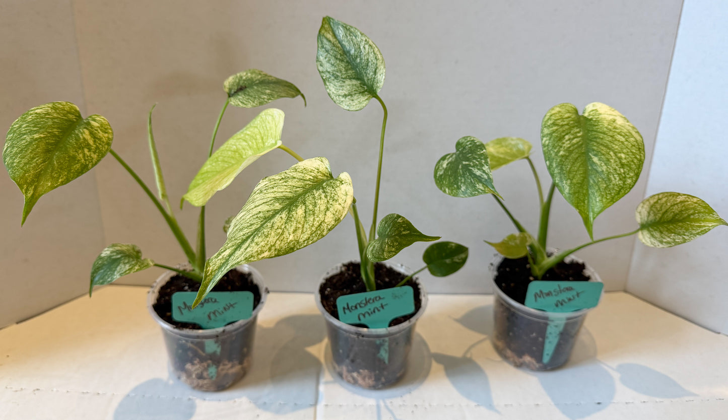 Monster Mint Deliciosa