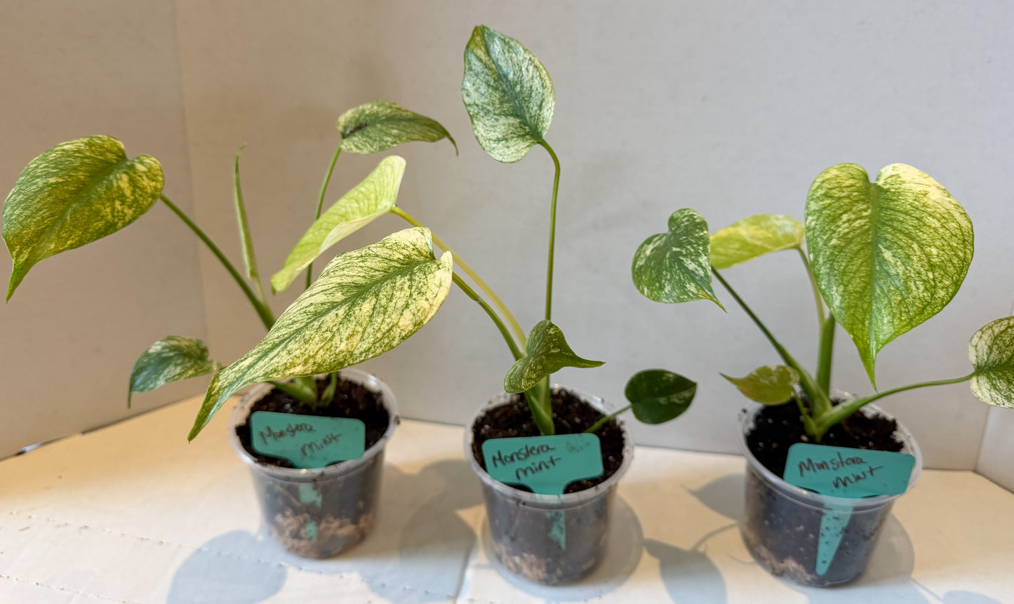 Monster Mint Deliciosa