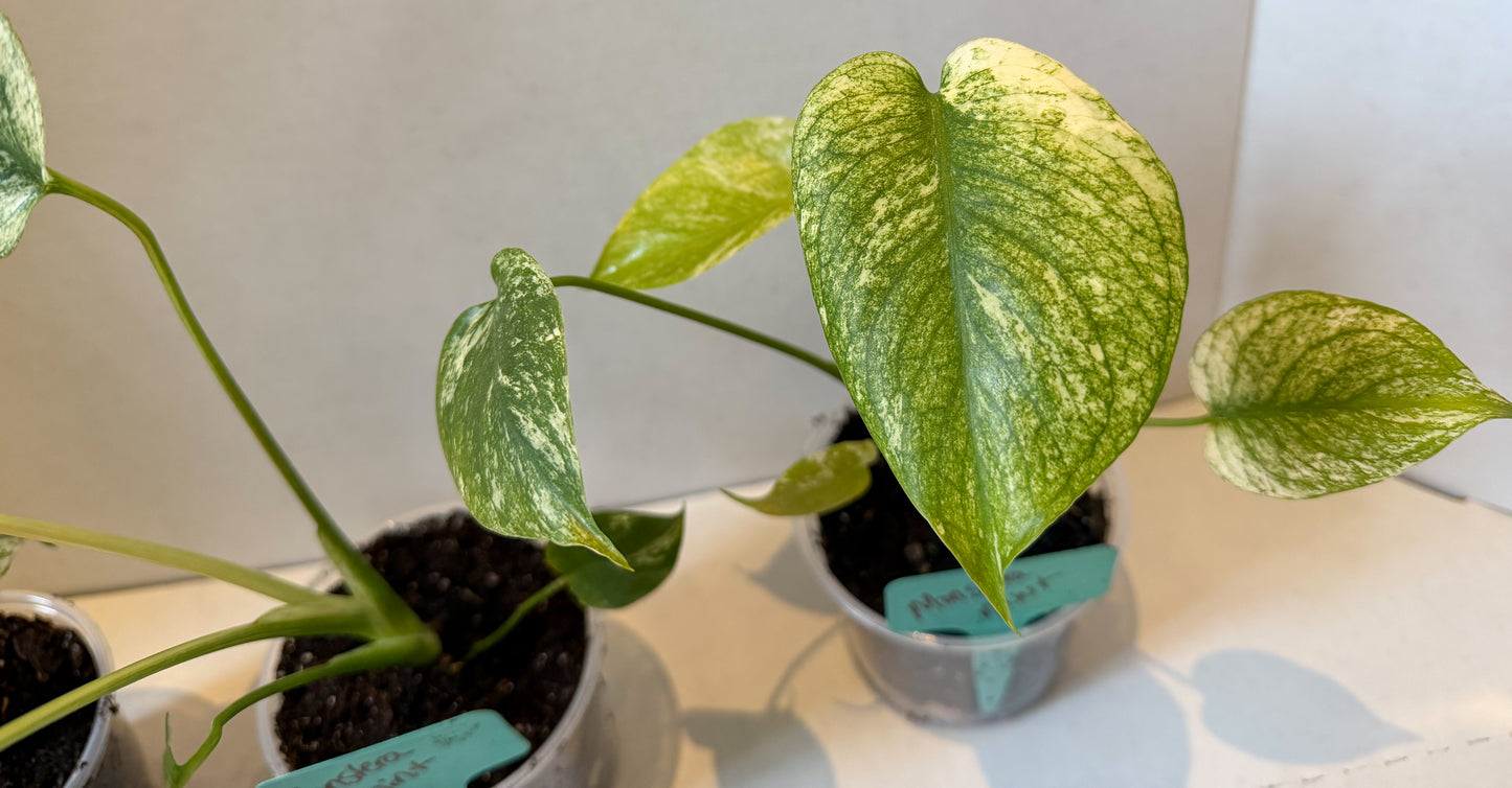 Monster Mint Deliciosa