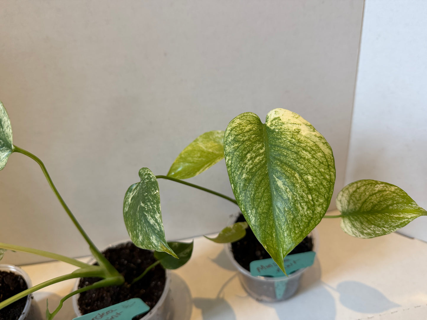 Monster Mint Deliciosa