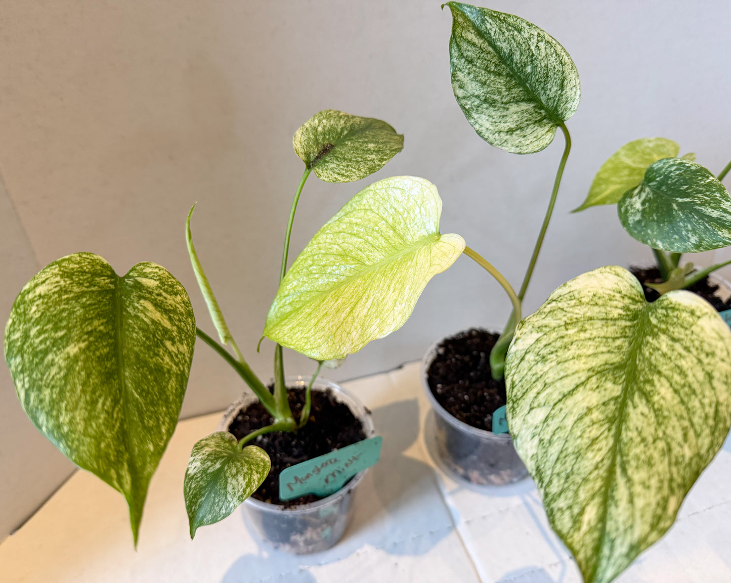 Monster Mint Deliciosa