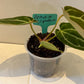 Anthurium Crystallinum