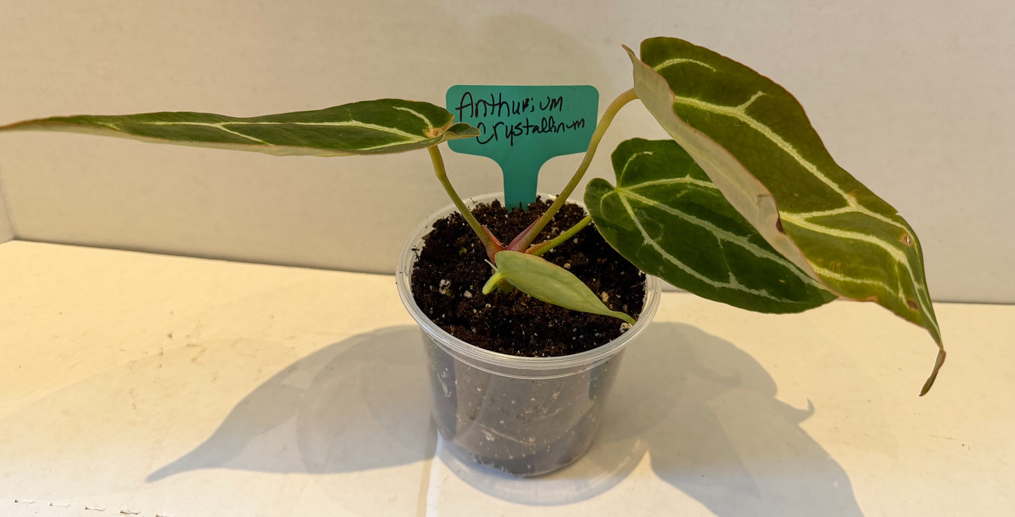 Anthurium Crystallinum