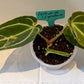 Anthurium Crystallinum