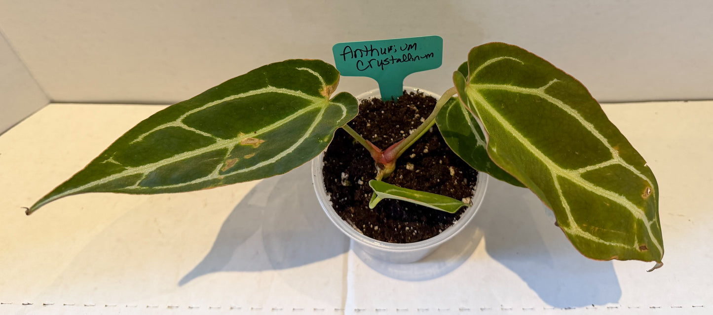 Anthurium Crystallinum