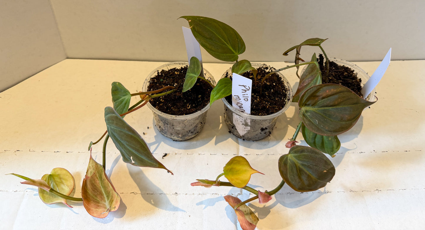 Philodendron Micans Velvet Leaf