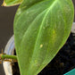 Philodendron Micans Velvet Leaf