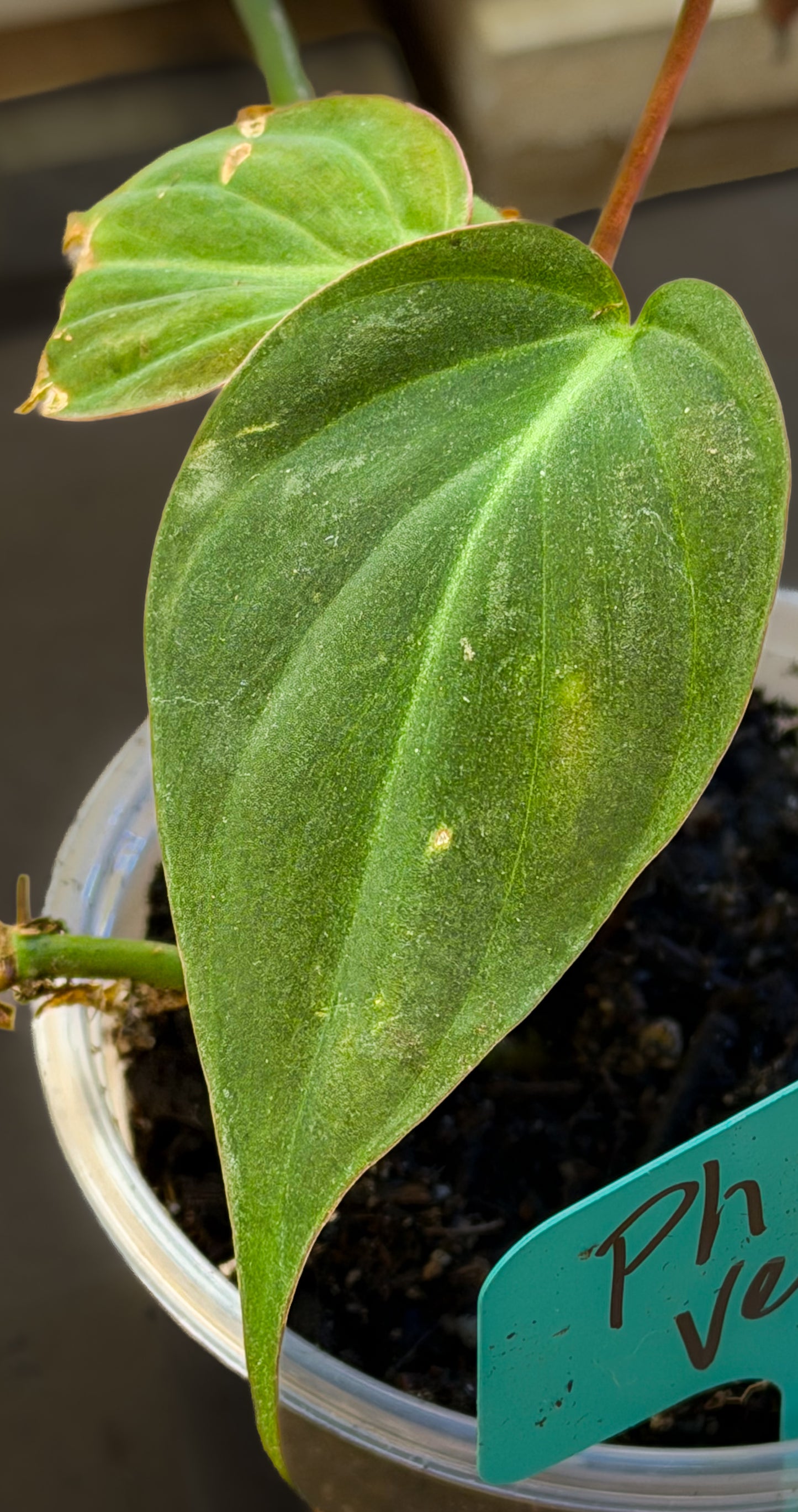 Philodendron Micans Velvet Leaf