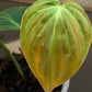 Philodendron Micans Velvet Leaf