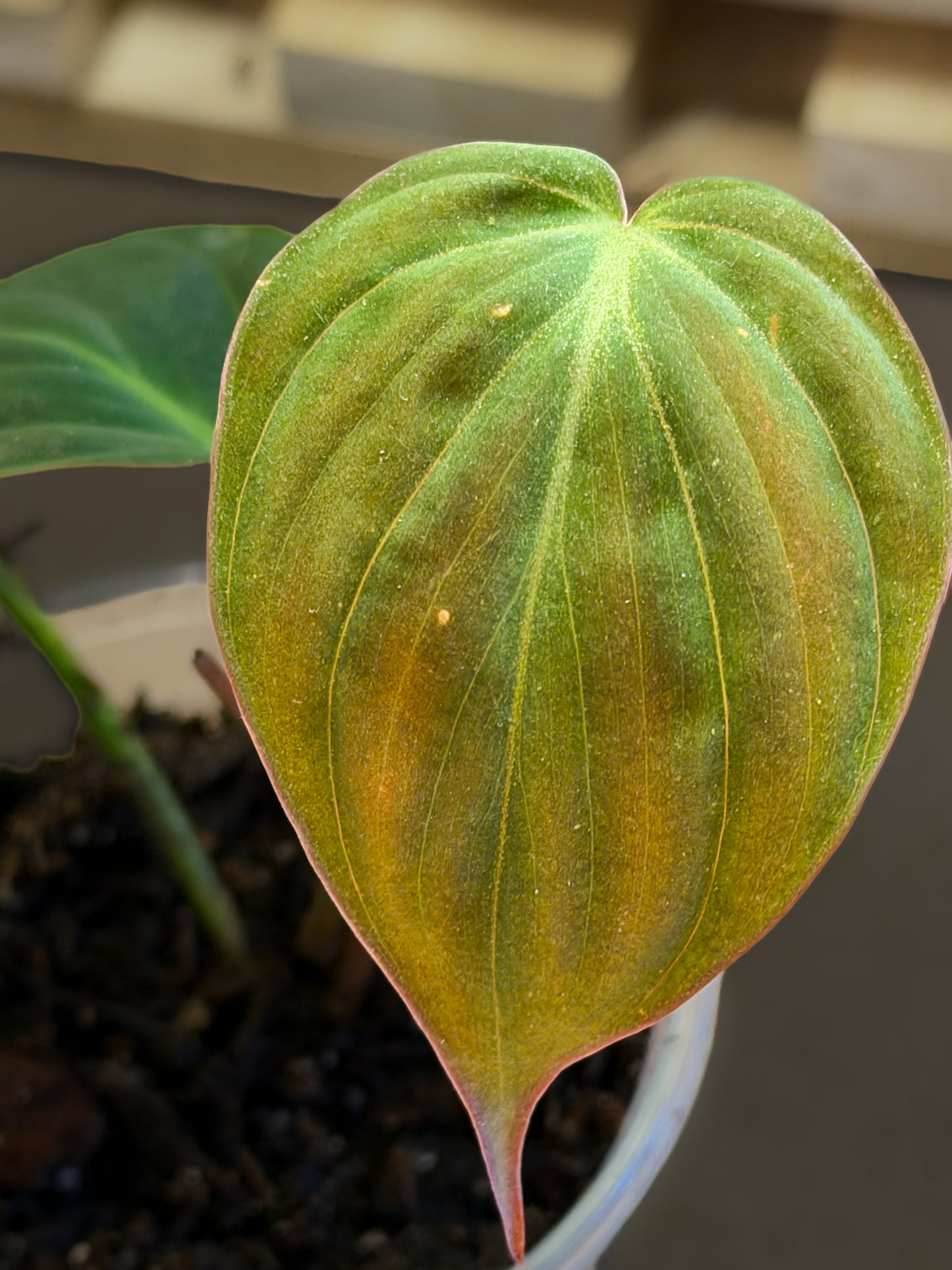 Philodendron Micans Velvet Leaf