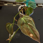 Philodendron Micans Velvet Leaf