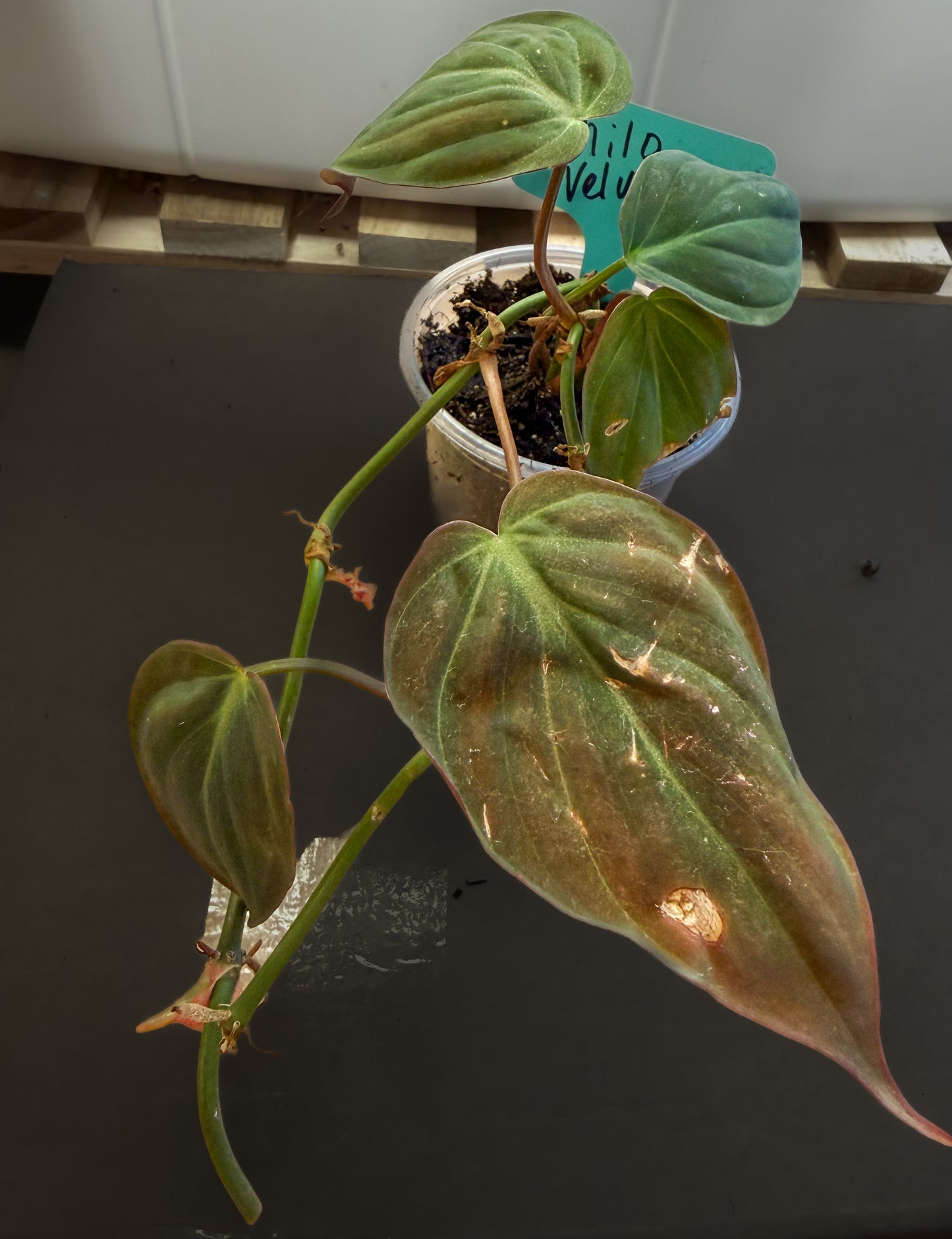 Philodendron Micans Velvet Leaf