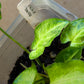Syngonium Three Kings