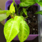 Syngonium Three Kings