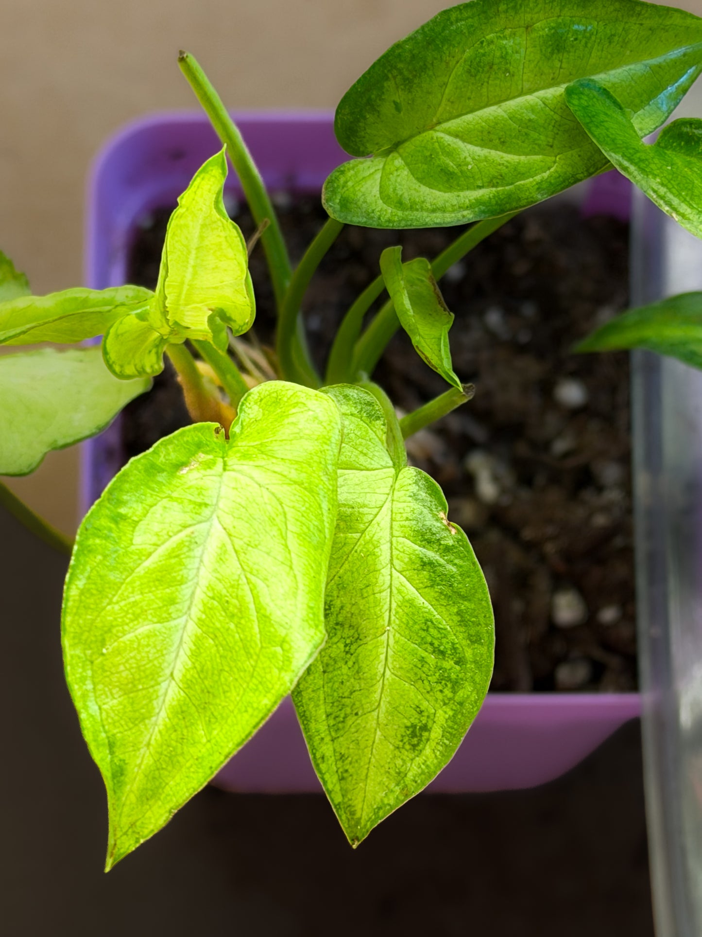 Syngonium Three Kings
