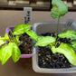 Syngonium Three Kings